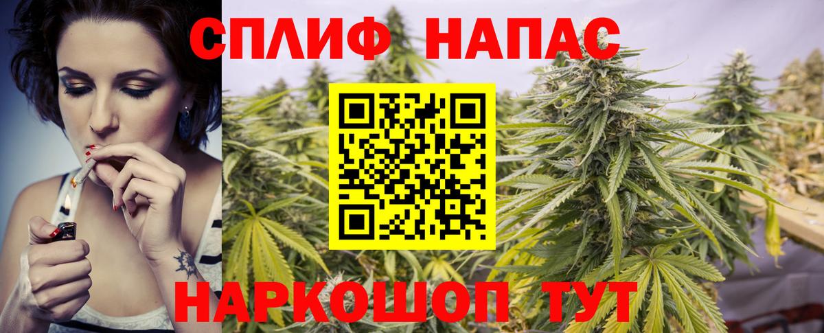 Конопля гибрид Зеленокумск